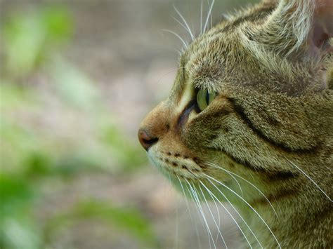 Side View Of Cat Head Free Image Download