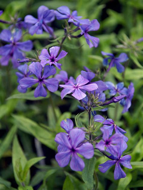 Wild Phlox Flower