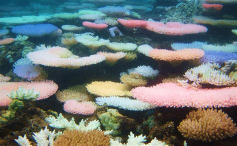 Dying Coral Reefs Turn Vibrant Neon Colors In Apparent Last Ditch