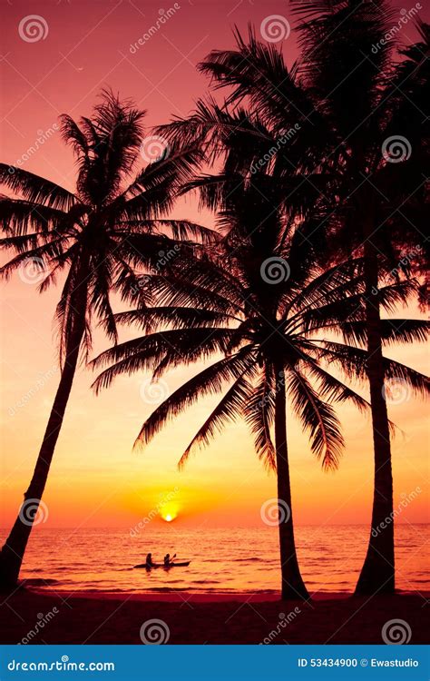 Palm Trees Silhouette On Sunset Tropical Beach Stock Photo Image Of