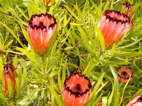 Proteus Australian Native Plant Gardening Pinterest Plants