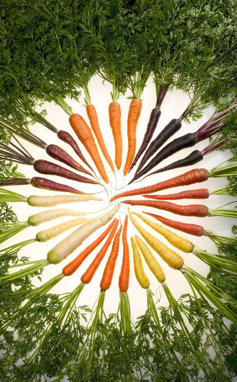 Carrots Of Many Colors Free Stock Photo Public Domain Pictures