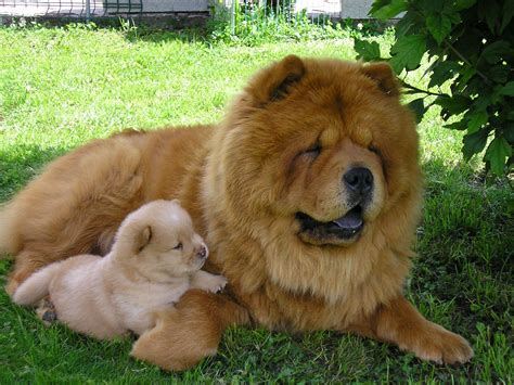 The Chow Must Go On Chow Chow Dogs Banned Dog Breeds Chow Dog Breed