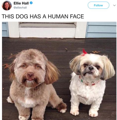 Dog With A Human Face Human Faced Dog Know Your Meme