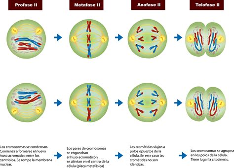 Stages Of Meiosis 1 Diagram