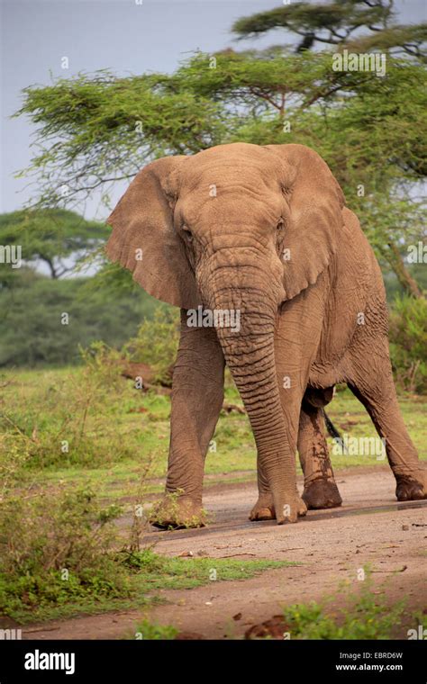 African Elephant Loxodonta Africana Bull Elephant Without Tusks In