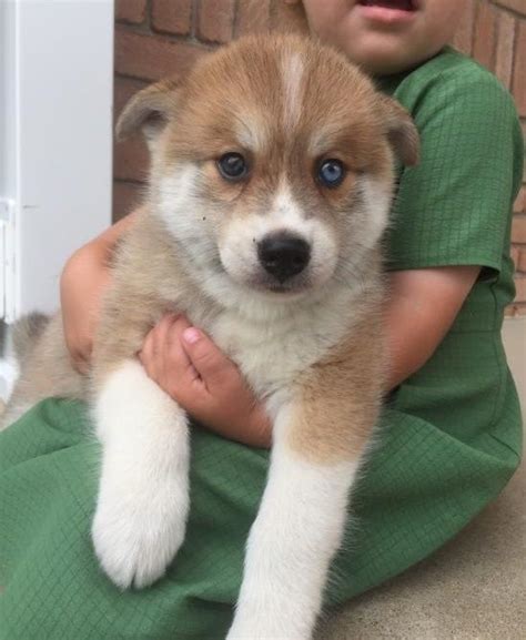 We did not find results for: Pomsky Puppies For Sale | Miami Beach, FL #279557