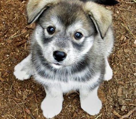 Hug Dog Breed Husky Pug Mix Info Facts Training