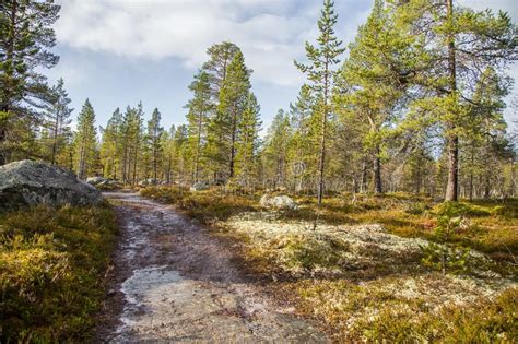 A Beautiful Hiking Path Through An Autumn Forest In Norway