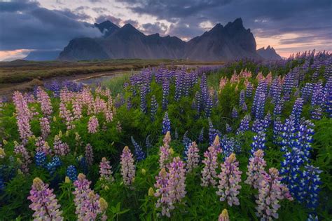 Where To Photograph Lupines And Wildflowers In Iceland Iceland Photo