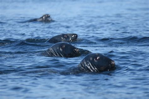 Cétacé Pinnipède Rorqual Mammifère Marin Cest La Même Chose