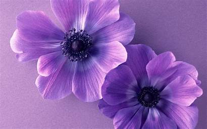 Purple Flowers Cosmos Wallpapers Flower Duo Nature