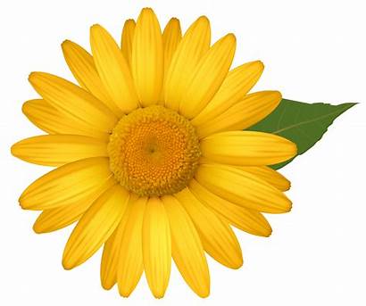 Daisy Yellow Clipart Daisies Flowers Clip Transparent