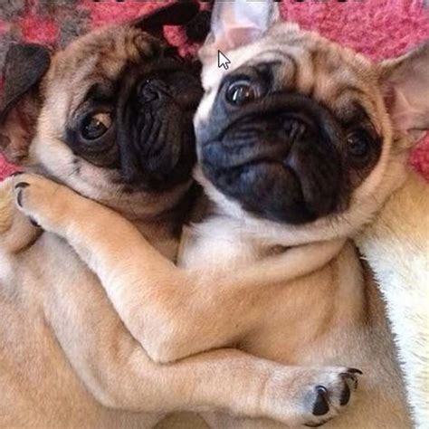 14 Pugs That Love To Hug