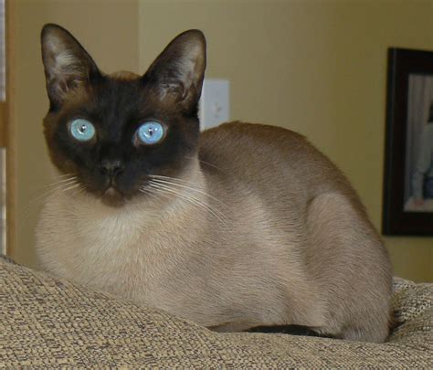 Beautiful Seal Point Siamese Cats Siamese Cats Blue Point Siamese