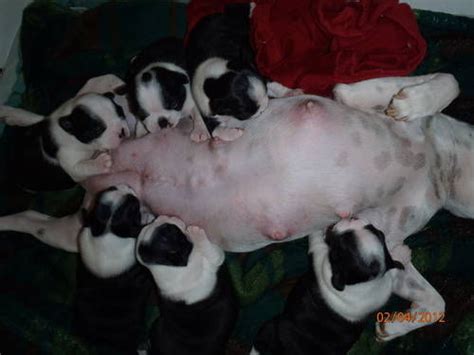 Maybe you would like to learn more about one of these? Boston Terrier Puppies for Sale FOR SALE ADOPTION from Western Australia Perth Metro @ Adpost ...