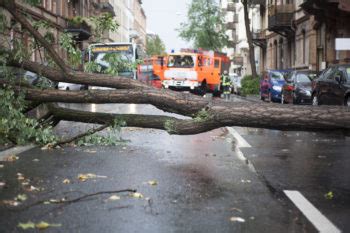 Sollte man wirklich den baum fällen können, ihn also fallen lassen, ist das deutlich preiswerter als ein teilzerlegen von oben herab, wie es oft geschehen muss. Feuerwehr muss Baum fällen » Mit diesen Kosten müssen Sie ...