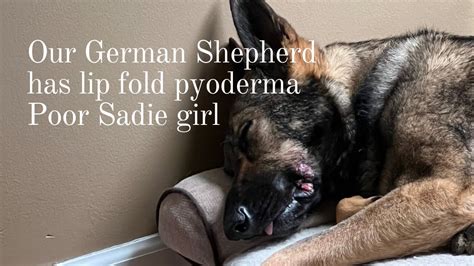 Our German Shepherd Has Lip Fold Pyoderma Poor Sadie Girl Youtube