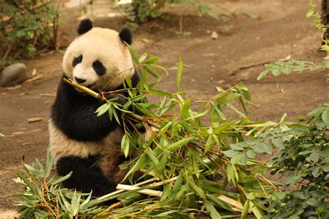 Panda Eating Bamboo P825 Stacy Spensley Flickr