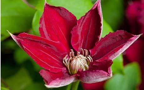 We did not find results for: Best ways to grow clematis - Telegraph