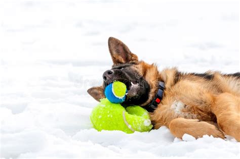 A German Shepherd Puppy Dog Playing With A Ball At Winter Stock Image