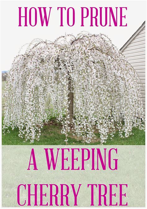 How Do You Prune A Weeping Cherry Blossom Tree