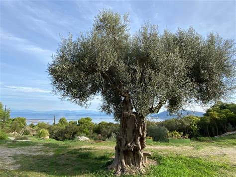 The Amazing Olive Trees Of Lefkada Lefkada Slow Guide Blog