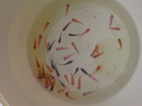 Guide To Growing Koi Fry Guide To Growing Koi Fry From 6 8 Weeks Old