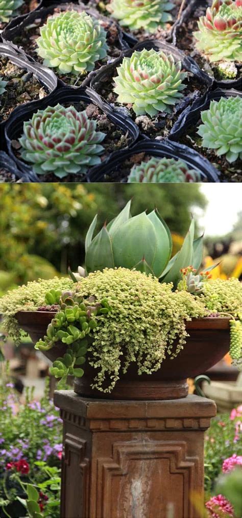 How To Plant Beautiful Succulent Gardens In 5 Easy Steps Succulents