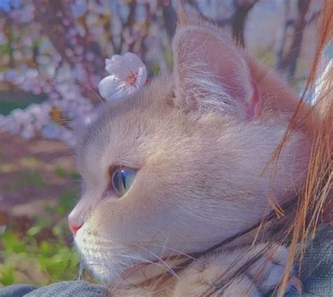 Pastel Aesthetic эстетика обои Wallpaper Cat кот Cute милота
