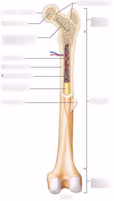 Diagram Anatomy Of A Long Bone Diagram Quizlet