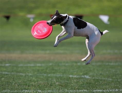 Frisbee For Dogs Raising A Good Dog
