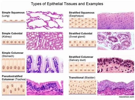 6 Types Of Epithelial Tissue