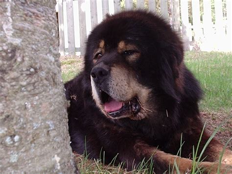 Cute Tibetan Mastiff Photo And Wallpaper Beautiful Cute Tibetan