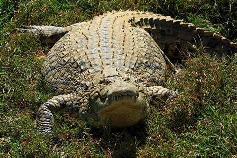 Nile Crocodile Africa Photograph By Aidan Moran Pixels