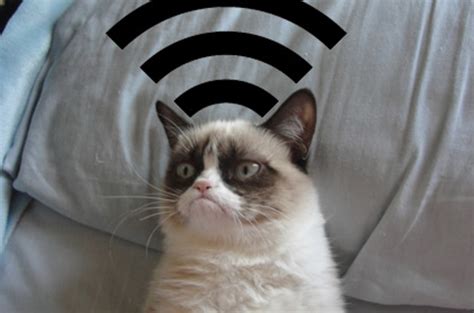 Hacker Cats A New Threat To Your Wi Fi Impact Lab