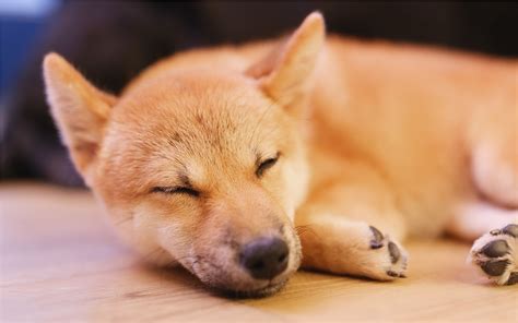 Dogecoin (doge) is a cryptocurrency built around the popular doge meme featuring a shiba inu. Dogecoin Now 'Envy of the Crypto World' As ICOs Dumped ...