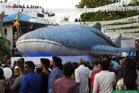 The cochin carnival takes place every year during the last week of december before new year's day, and it is a total visual delight. Whale Shark Awareness Campaign Makes Waves at Cochin ...