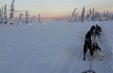 Dog Sledding Tour Near Kiruna