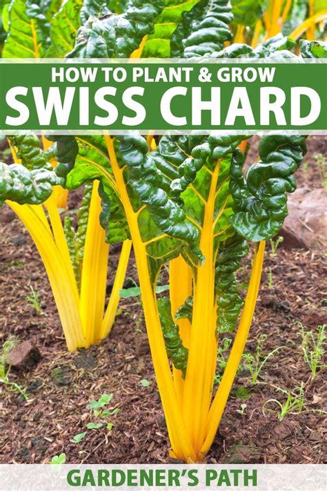 How To Plant And Grow Swiss Chard Gardeners Path