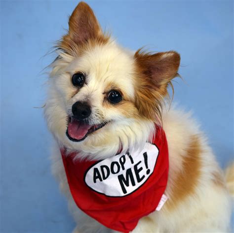 Homeward pet adoption center is a animal rights, welfare, and services charity located in woodinville, wa. Homeward Pet Adoption Center Reviews and Ratings ...