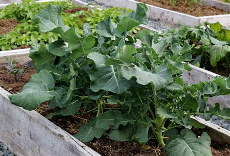 How To Plant And Grow Broccoli In 2020 Winter Vegetables