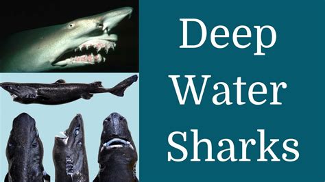 All About Deep Water Sharks Youtube