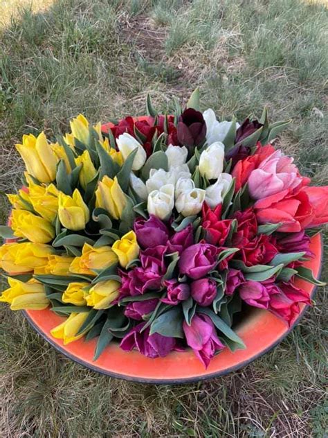 Tulipános kertek Magyarországon ahol fotózni és szüretelni is lehet