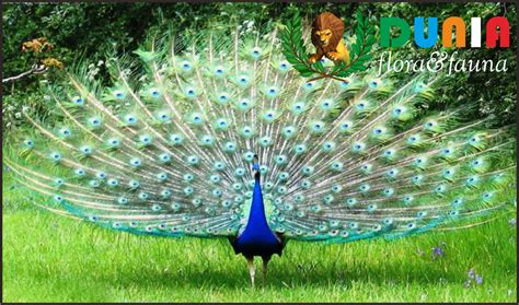 Telur burung warna biru di malaysia. 5 Burung dengan warna tercantik di dunia - Dunia flora dan ...