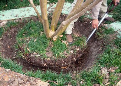 When to transplant crepe myrtle? Question of the Week: February 8, 2018 - Neil Sperry's GARDENS