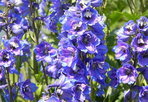 Fleur Bleue La Liste Des 30 Plus Belles Pour Votre Jardin