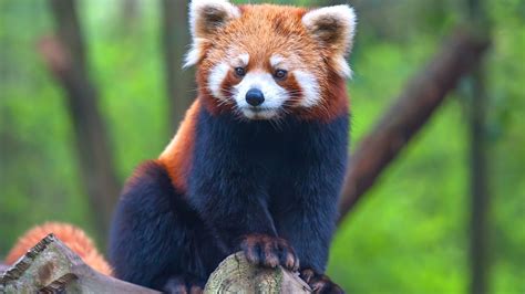 There Are Actually Two Different Species Of Red Panda New Study