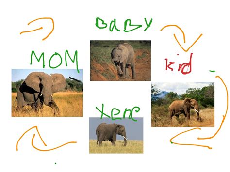 The Life Cycle Of An Elephant By Sloane Science Biology Ecology