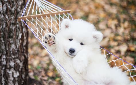 22 Cute Samoyed Dog Wallpapers Wallpapersafari